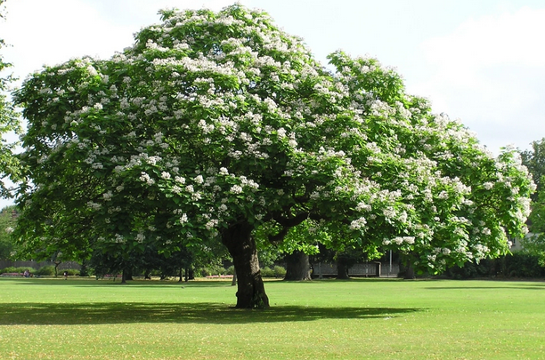 Southern Catalpa (Catalpa bignonioides)